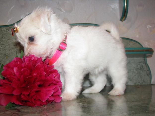 Миша Мартиросян | Липецк