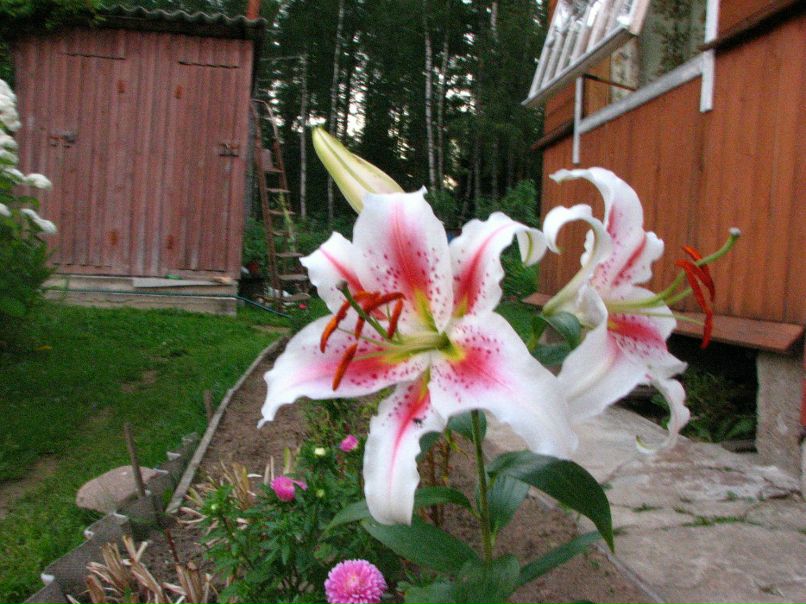 Николай Новиков | Санкт-Петербург