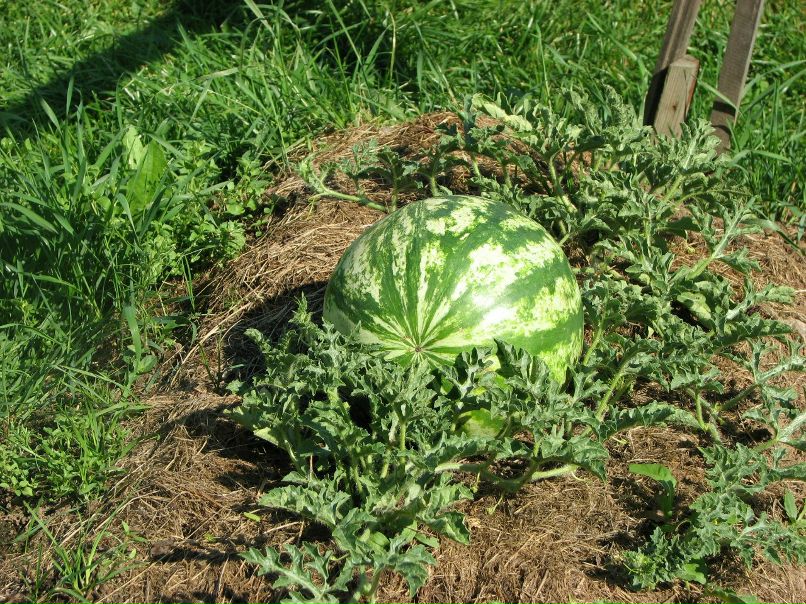 Николай Новиков | Санкт-Петербург