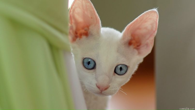 Арина Атаева | Алматы