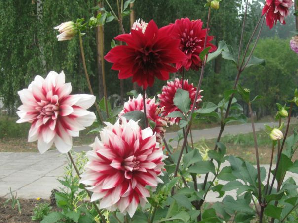 №12, Порфирий Зачитаев-Добролюбский, 47 лет, Biarritz №12, Порфирий Зачитаев-Добролюбский, 47 лет, Biarritz