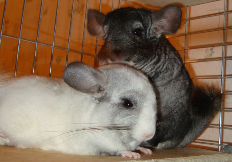 Александра Бродченко ♥ | Киев