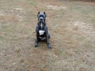 Cane Corso Romulus