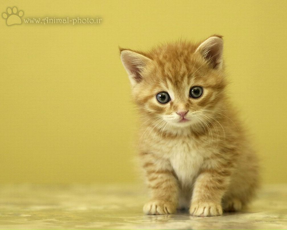 Алёна Сокол | Кривой Рог