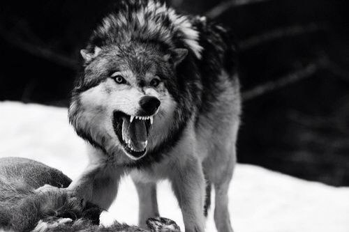 Вован Гологузов | Boston