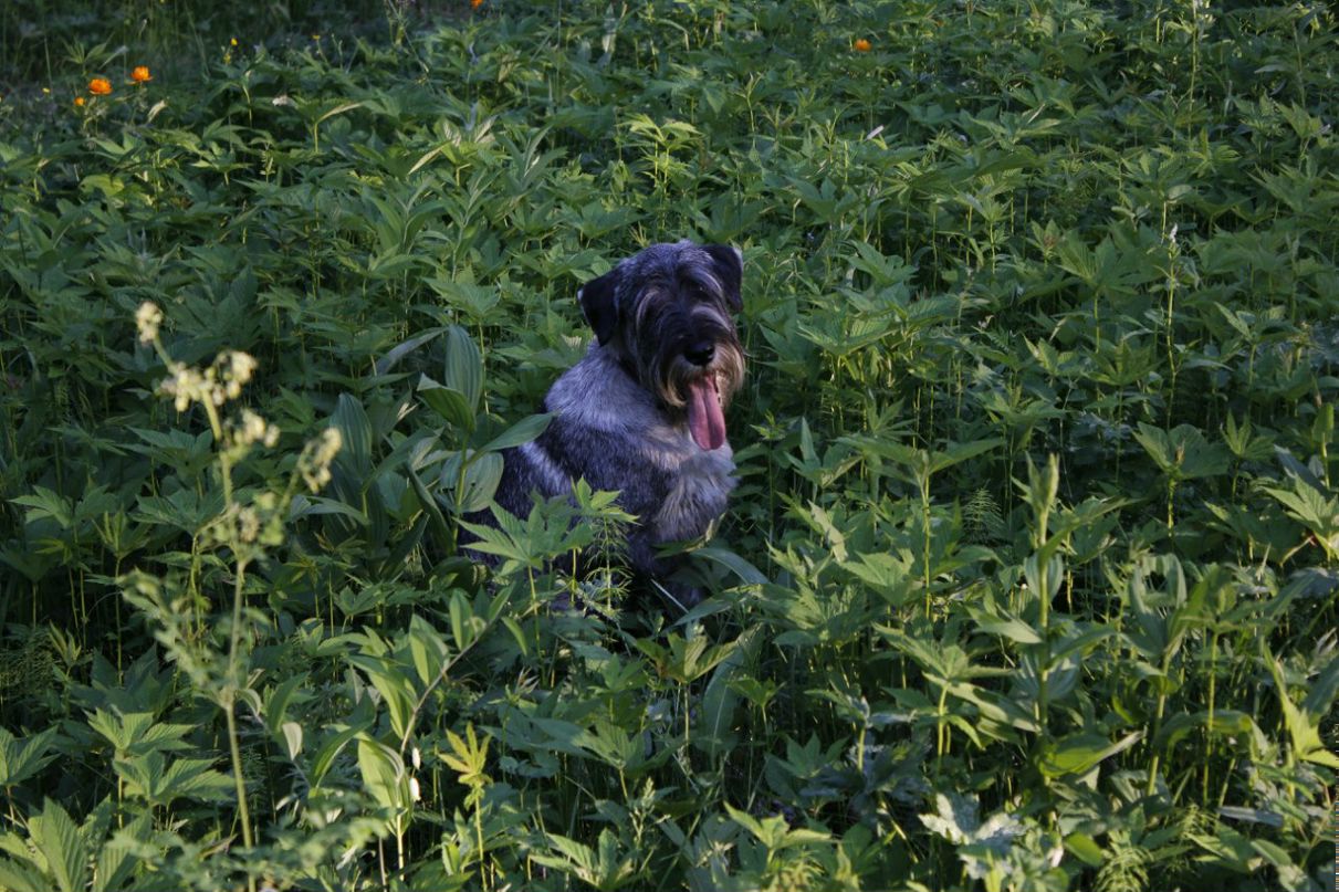 Данил Бронштейн | 