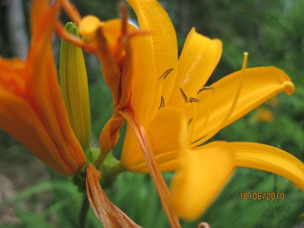 Тамара Сафронова | Санкт-Петербург