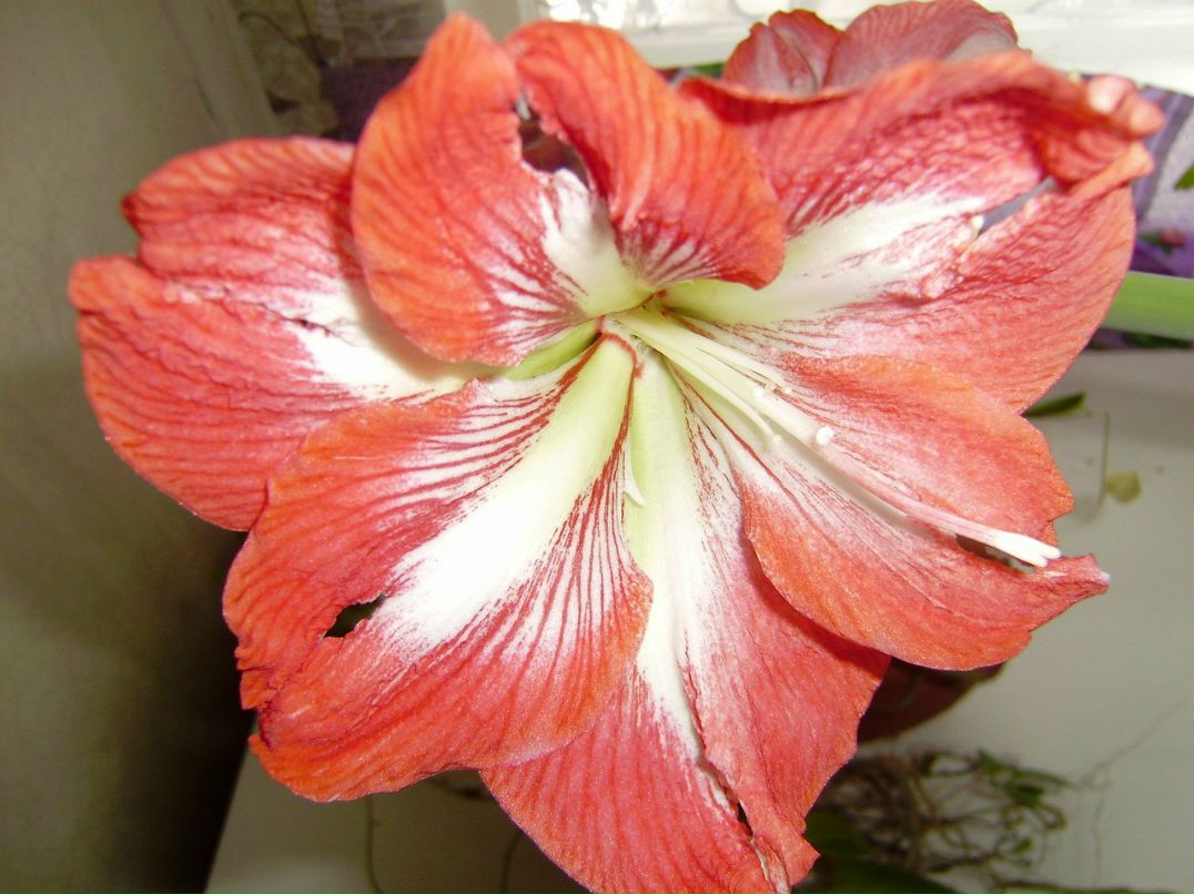 Алла Антонюк | Кременчуг