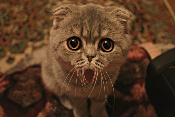 Ольга Богданова | Балашиха