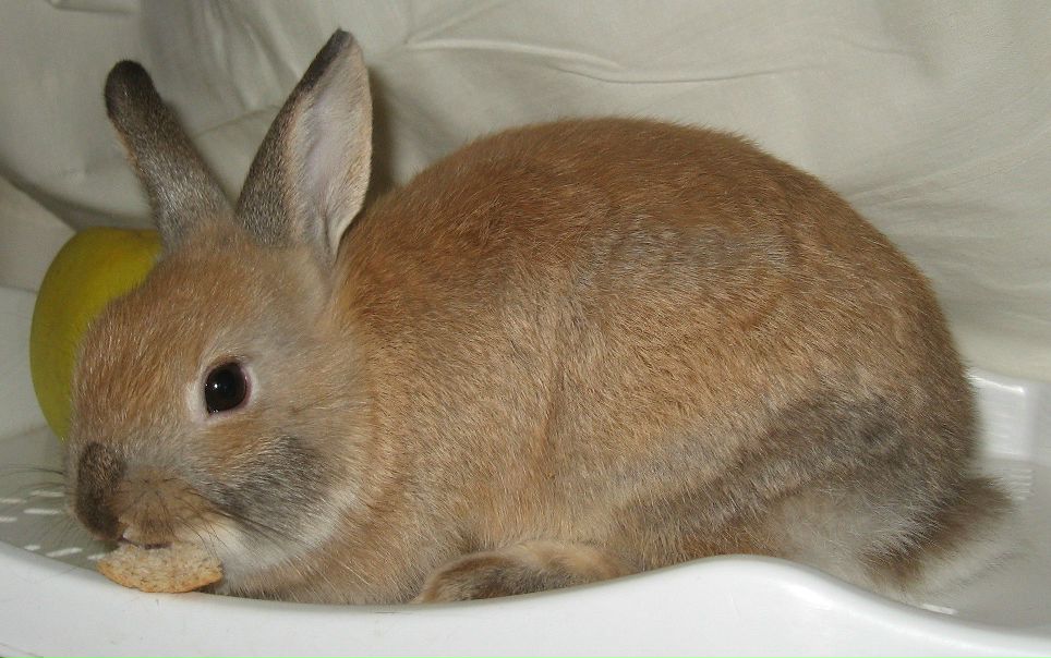 №60, Анна Харламова, Санкт-Петербург №60, Анна Харламова, Санкт-Петербург