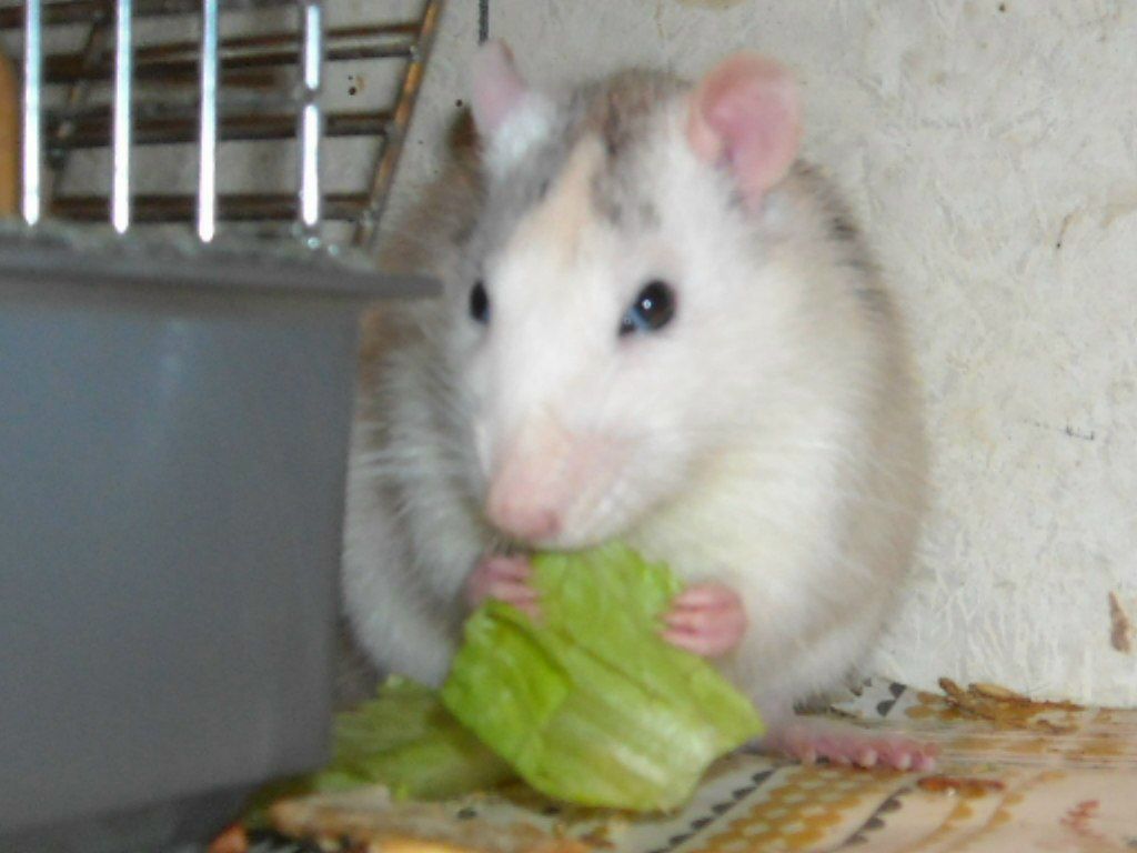 Анна Коберидзе cтуDентК.А. | 