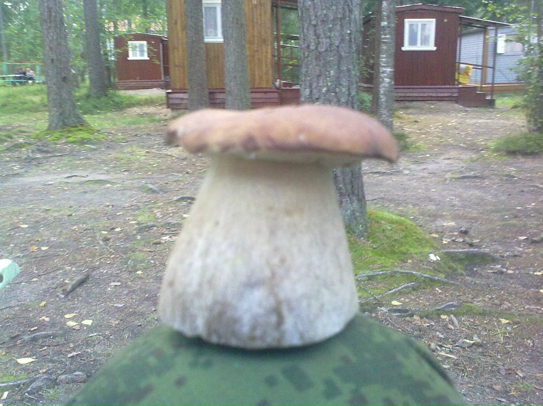 Максим Дзержинский | 