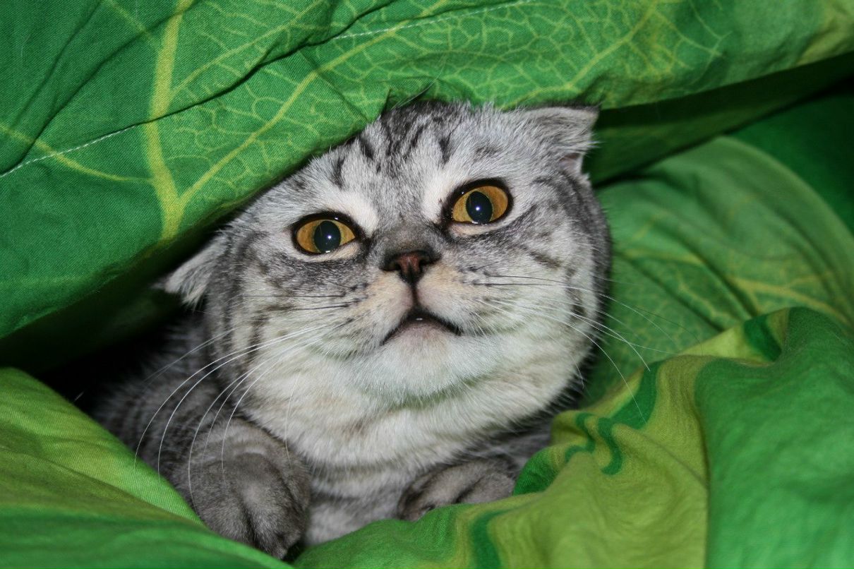 Ольга Склярук | Киев