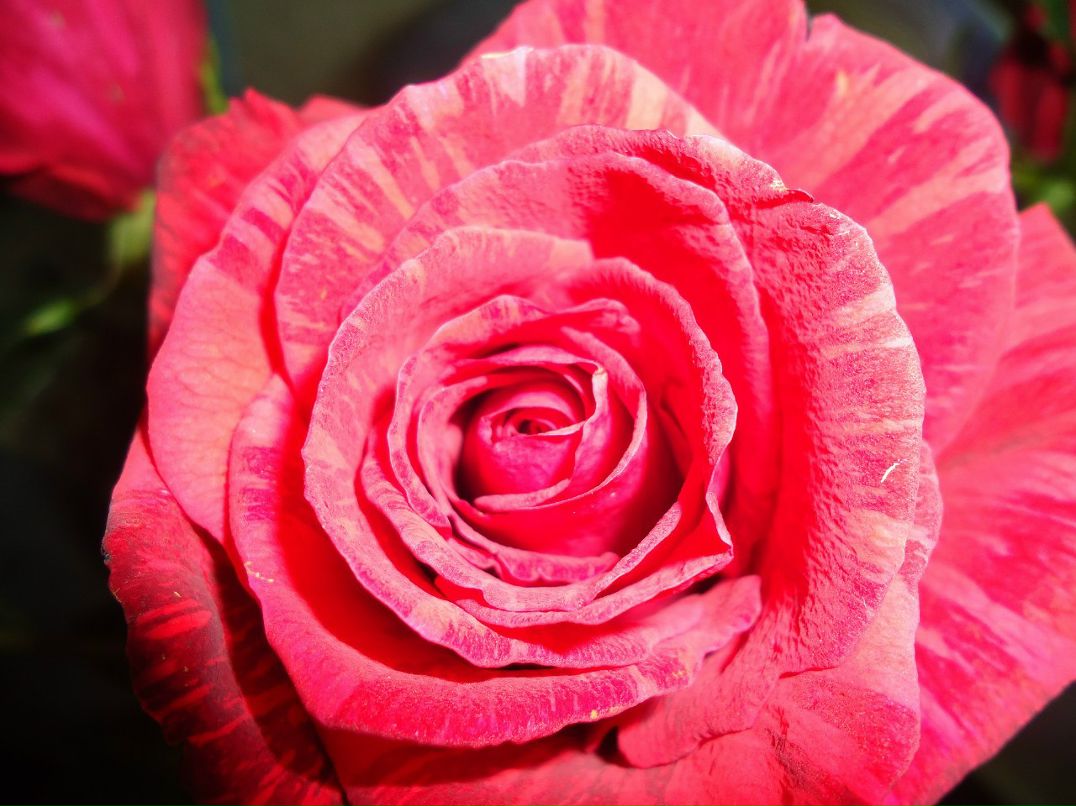 Маришка Маришка | Москва