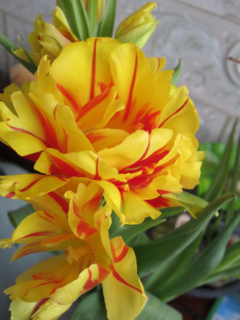 Татьяна Козлова #ТанЧик# | Санкт-Петербург