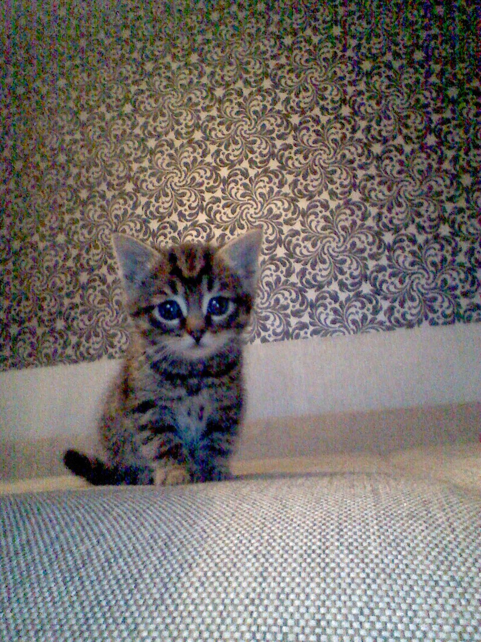 Света Магаева | Ярославль