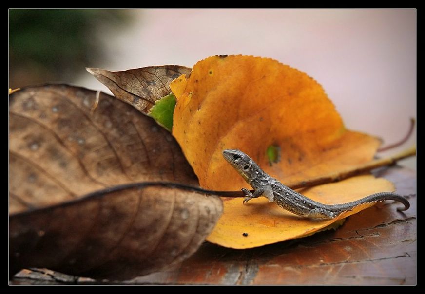 №59, Ксенька Ксенька, Львов №59, Ксенька Ксенька, Львов