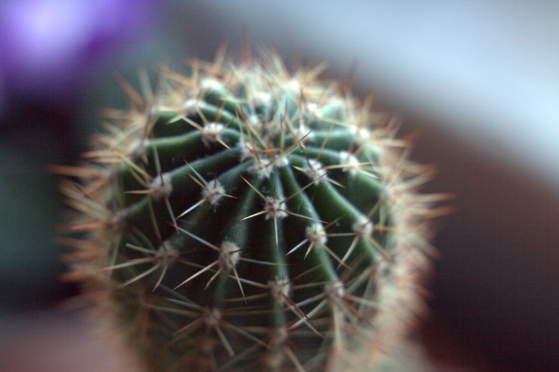 Сафія Даўгяла | Москва