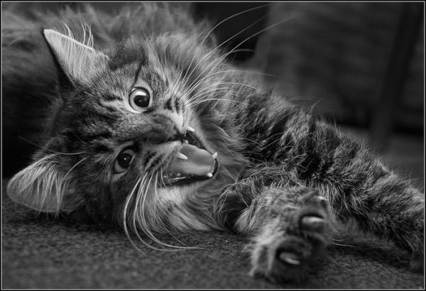 Наталия Серебрянская (¯`'•.¸•NE♥AnGeL•¸.•'´¯) | 