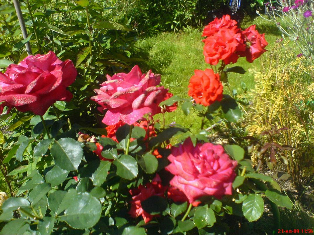 Димасик Педулло | Москва