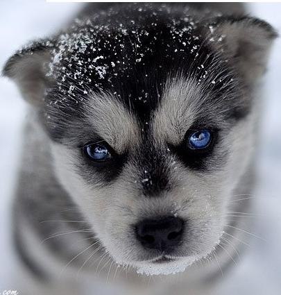 Лена Василенко | Тольятти