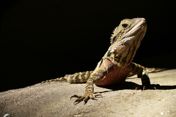 №3, Мария Чувочина-Guyot, 40 лет, Brisbane №3, Мария Чувочина-Guyot, 40 лет, Brisbane