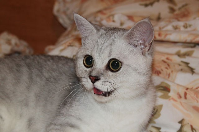 Marina Lagoda | Реховот