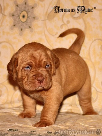 Władisław Połtawcew | Wrocław