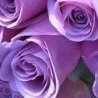 №1 Елена Кузьмина 21.04.1988: профиль, фото, статус - ВКонтакте №1 Елена Кузьмина 21.04.1988: профиль, фото, статус - ВКонтакте