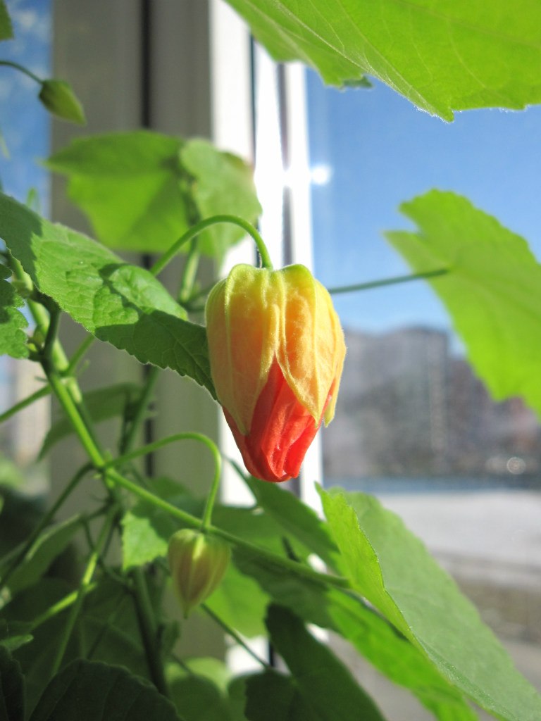 Светлана Серб | Санкт-Петербург