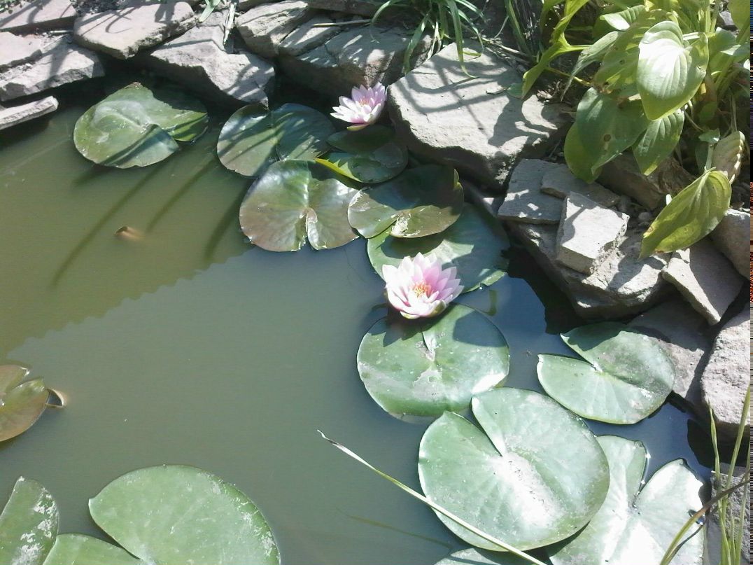 Ирина Растворова | Макеевка