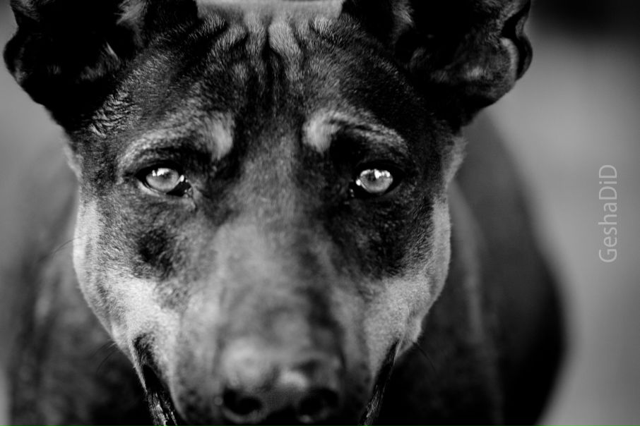 №102, Геннадий Шевченко, Харьков №102, Геннадий Шевченко, Харьков