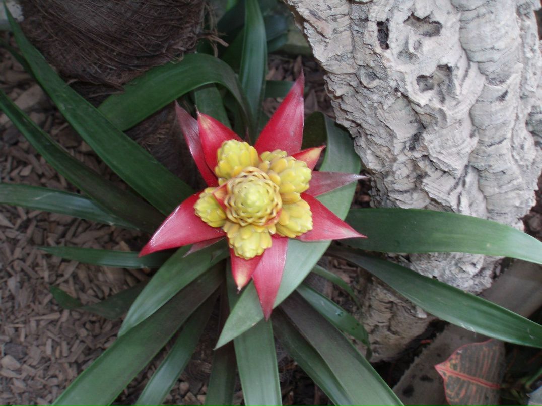 Нияра Мамутова | Бахчисарай