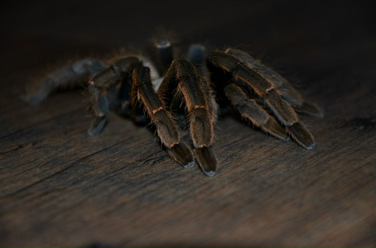 Сергій Момот | Борисполь