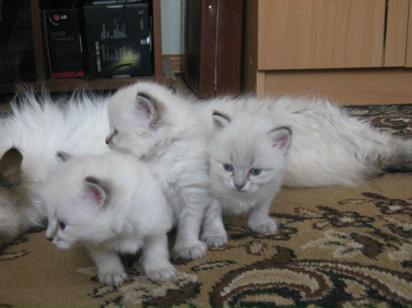 Иван Жевлаков Александрович | Завьялово