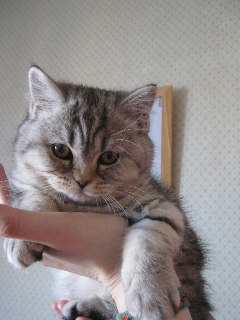 Антонина Шаюк | Санкт-Петербург