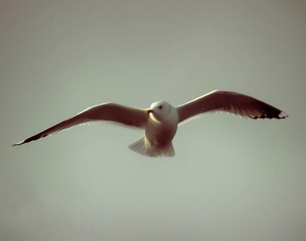 Ольга Белова | Севастополь