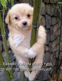 Гарик Осипов