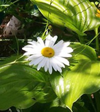 Ирина Петрова