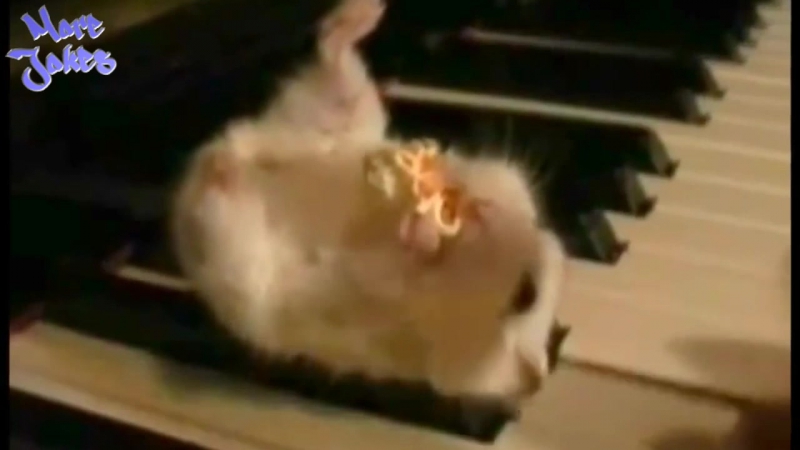 1 More Jokes Лучшие приколы про хомяков 2016, The best jokes about hamsters