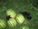 Фотография Катя Алманова