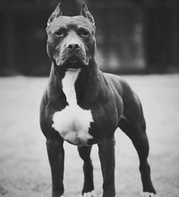 Серёга Сергеев