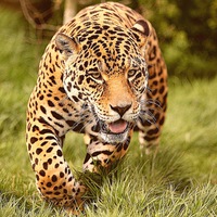 Софья Кузнецова