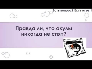 Правда ли, что акулы никогда не спят? [9]