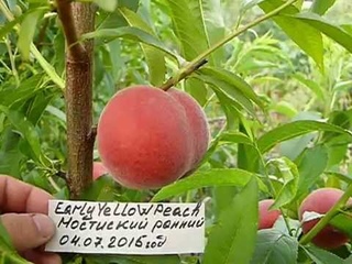 Сорт персика Мостисский ранний (Early Yellow Peach)