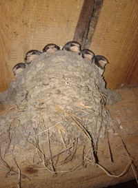 Александр Новиков