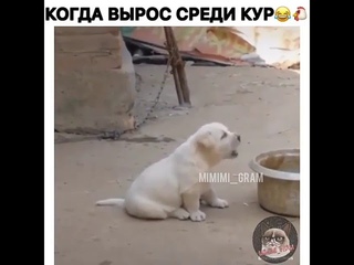 Когда вырос среди кур.