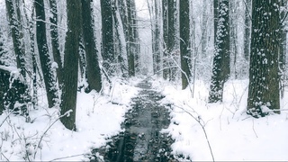Winter Wonderland - Wallpaper Engine