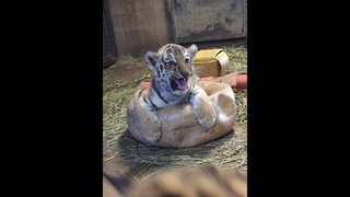 Так рычат грозные хищники. Tiger Cubs Practicing Their Skills