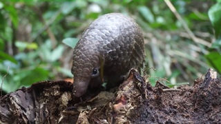 Pangolin survey in the Central African Republic